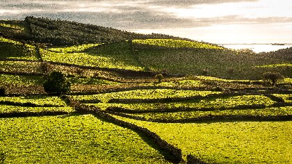 Green fields 