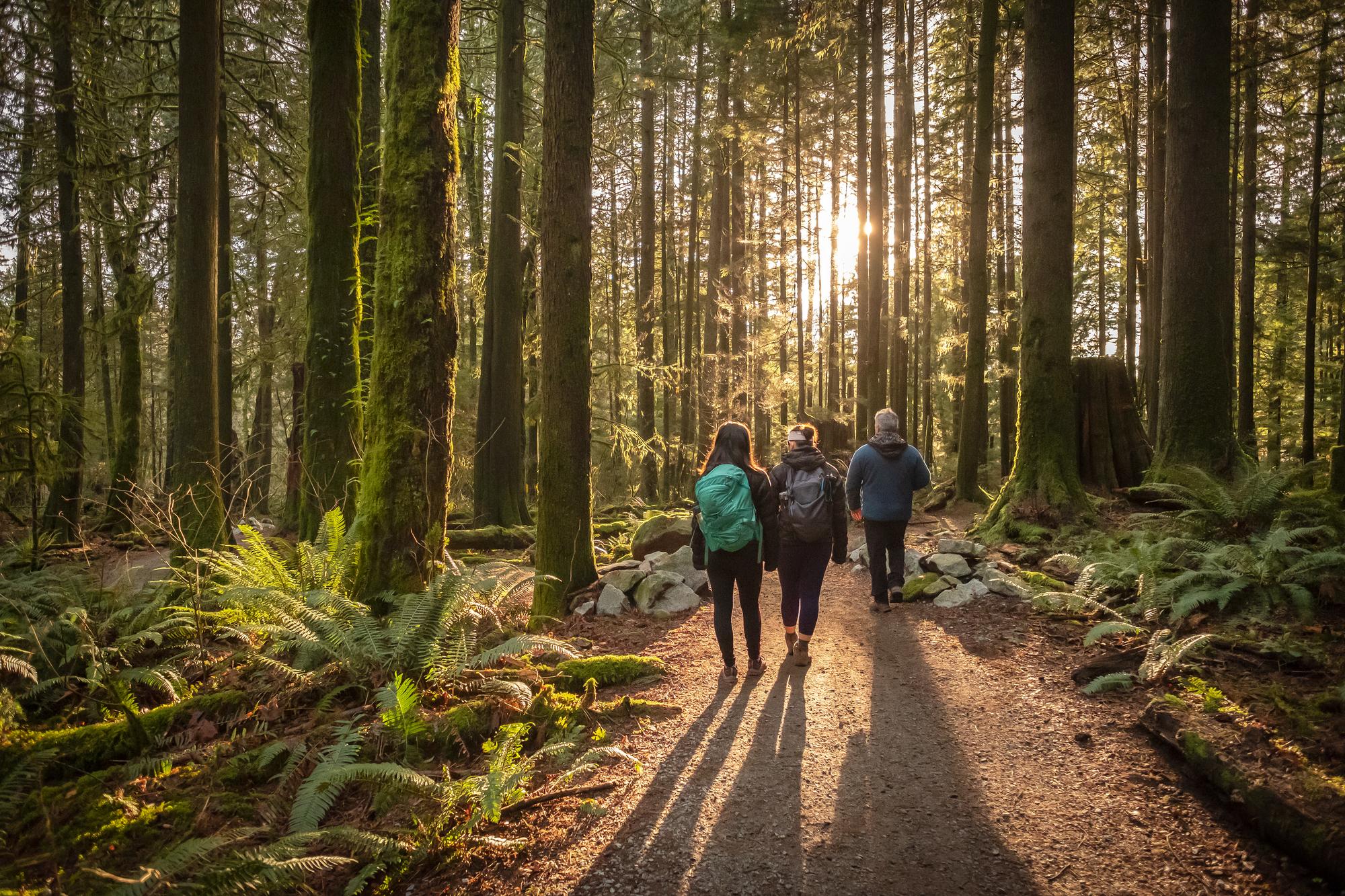 Three people hiking in the woods, facing away from the camera 