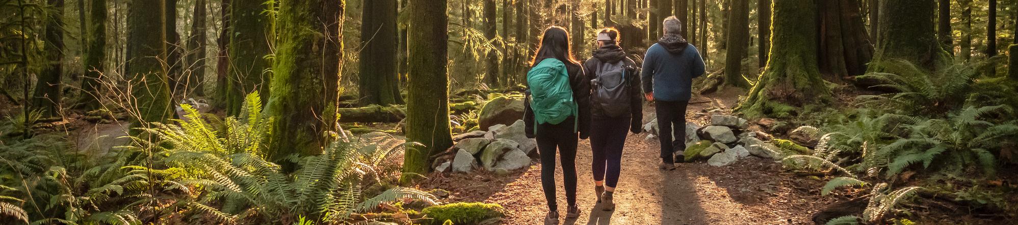Three people hiking in the woods, facing away from the camera