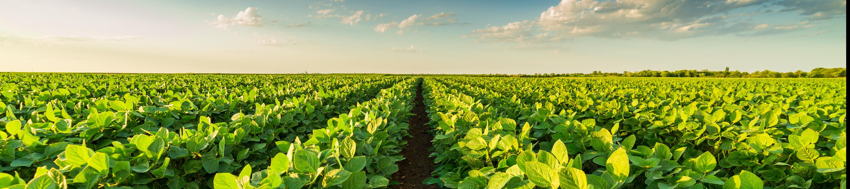 Image of a lush green farm land during daylight