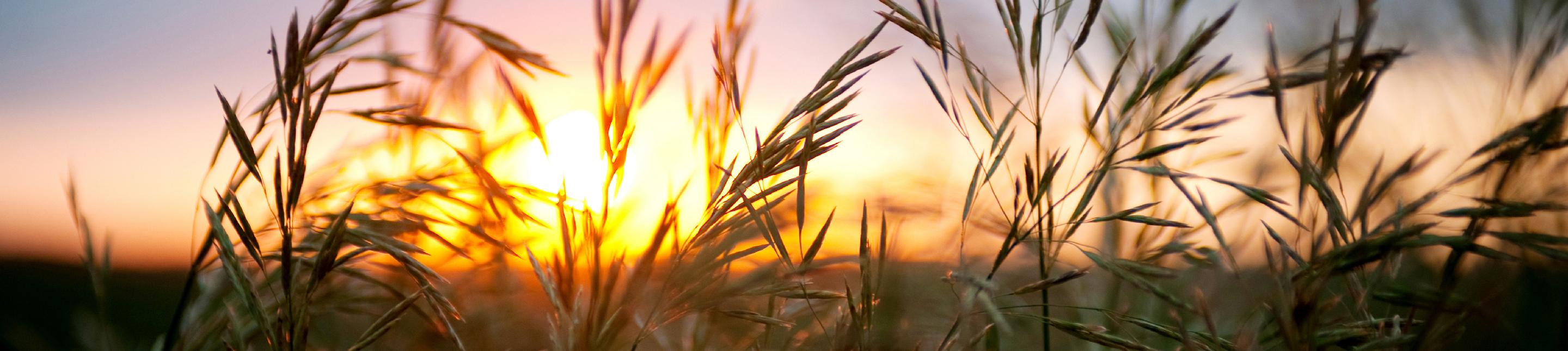 Sun peering through wild grass