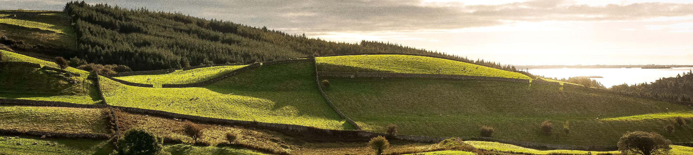 Green fields